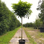 3x Trompetboom Catalpa ‘Nana’, Bolboom, ca. 220 cm stamhoogte