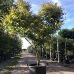 Japanse esdoorn Acer ‘Oridono-nishiki’, Meerstammig, Roze bladtinten,