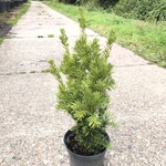 500x Venijnboom Taxus ‘Densiformis’, Haagplant, Wintergroen, ca. 100 m