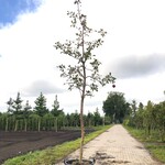 Appelboom Malus ‘Redlove’, Hoogstam, Rode appel, ca. 4 m hoog
