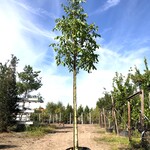 2x Walnotenboom Juglans ‘Chandler’, Vruchtboom, Vruchtdragend, ca. 3 m