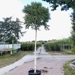 Berk Betula ‘Magical Globe’, Bolboom, Witte stam, ca. 220 cm stamhoogt
