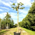 Plataan Platanus hispanica, Dakboom, ca. 3 m hoog