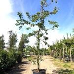 4x Kersenboom Prunus ‘Kordia’, Fruitgaardboom, Vruchtdragend, ca. 3 m