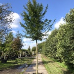 Haagbeuk Carpinus betulus, ca. 4 m hoog