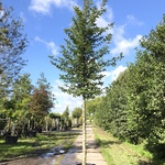 4x Haagbeuk Carpinus betulus, ca. 4 m hoog