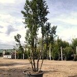 2x Venijnboom Taxus ‘Hicksii’, Meerstammig, Wintergroen, ca. 250 cm ho