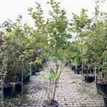 3x Gelderse roos Viburnum opulus, Sierheester, Rode bessen, ca. 175 cm