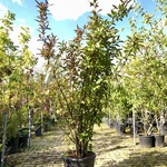 Sneeuwbal Viburnum ‘Dawn’, Meerstammig, ca. 200 cm hoog