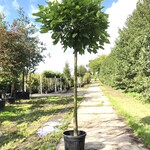 2x Trompetboom Catalpa ‘Nana’, Bolboom, ca. 180 cm stamhoogte
