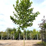Plataan Platanus hispanica, ca. 5 m hoog