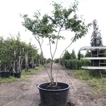 4x Krentenboompje Amelanchier lamarckii, Meerstammig, Witte bloesem, c