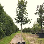 2x Winterlinde Tilia cordata, ca. 4 m hoog
