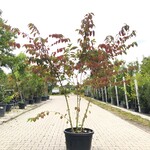 Japanse sneeuwbal Viburnum ‘Mariesii’, Meerstammig, Witte bloei, ca. 2