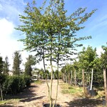 2x Haagbeuk Carpinus betulus, Meerstammig, ca. 4 m hoog