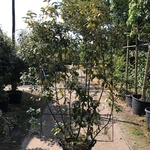 2x Olijfwilg, Elaeagnus Ebbingei, Haagelement, wintergroen, ca. 200 cm