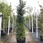 2x Venijnboom Taxus baccata, Haagplant, Wintergroen, ca. 225 cm hoog