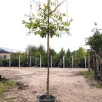 Laurierkers Prunus ‘Novita’, Leiboom, Wintergroen, ca. 200 cm stamhoog