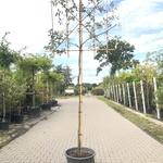 3x Steeneik Quercus ilex, Leiboom, Wintergroen, ca. 180 cm stamhoogte