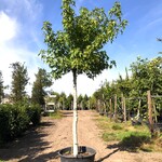 Amberboom Liquidambar ‘Worplesdon’, Dakboom, Herfstverkleuring, ca. 3
