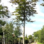 Rode beuk Fagus ‘Atropunicea’, Roodbladig, ca. 4 m hoog