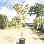 Judasboom Cercis canadensis, Meerstammig, Roze bloei, ca. 250 cm hoog