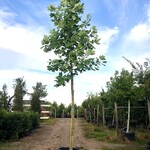 2x Amerikaanse tulpenboom Liriodendron tulipifera, Gele herfstkleur, c