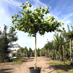 Plataan Platanus hispanica, Dakboom, ca. 200 cm stamhoogte