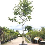 Japanse magnolia Magnolia kobus, Solitair, Witte bloei, ca. 6 m hoog (
