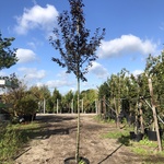 Kerspruim Prunus ‘Nigra’, Bloesemboom, Roodbladig, ca. 3 m hoog