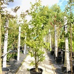 Japanse storaxboom Styrax ‘June Snow’, Zuilvorm, Witte bloei, ca. 250