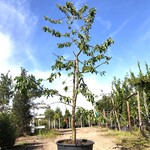 Kersenboom Prunus ‘Kordia’, Fruitgaardboom, Vruchtdragend, ca. 3 m hoo