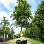 2x Beuk Fagus sylvatica, ca. 7 m hoog