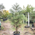 Mammoetboom Sequoiadendron giganteum, Naaldboom, Wintergroen, ca. 2 m