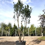 Venijnboom Taxus ‘Hicksii’, Meerstammig, Wintergroen, ca. 250 cm hoog