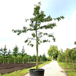 3x Kersenboom Prunus ‘Kordia’, Hoogstam, Dieprode kersen, ca. 4 m hoog