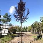 3x Kerspruim Prunus ‘Nigra’, Bloesemboom, Roodbladig, ca. 4 m hoog