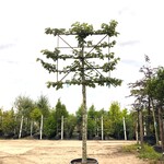 4x Zilverlinde Tilia ‘Brabant’, Leiboom, ca. 200 cm stamhoogte