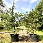 2x Beuk Fagus sylvatica, Haagplant, ca. 200 cm hoog