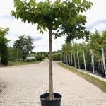 4x Witte moerbei Morus ‘Fruitless’, Dakboom, ca. 220 cm stamhoogte