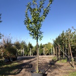 2x Laurierkers Prunus ‘Novita’, Leigeschikt, Wintergroen, ca. 4 m hoog