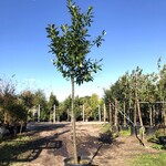8x Laurierkers Prunus ‘Novita’, Leigeschikt, Wintergroen, ca. 4 m hoog