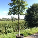 4x Oosterse plataan Platanus ‘Minaret’, Leiboom, ca. 180 cm stamhoogte