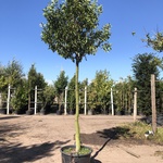 Portugese laurier Prunus ‘Angustifolia’, Wintergroen, ca. 3 m hoog