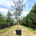 4x Sierappel Malus ‘Royalty’, Bloesemboom, Dieprode sierappels, ca. 3