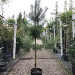 3x Grove den Pinus sylvestris, Naaldboom, Wintergroen, ca. 175 cm hoog