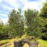 2x Hulst Ilex ‘Limsi’, Solitair, Wintergroen, ca. 250 cm hoog
