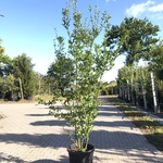 8x Liguster Ligustrum ovalifolium, Haagplant, ca. 200-250 cm hoog