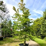 Beuk Fagus sylvatica, ca. 3 m hoog