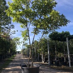 2x Magnolia Magnolia ‘Betty’, Meerstammig, Roze bloei, ca. 300 cm hoog